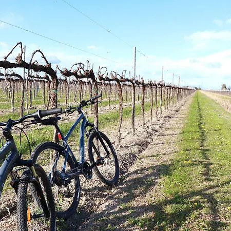 Tenuta Tommasi - Relais Bacco *